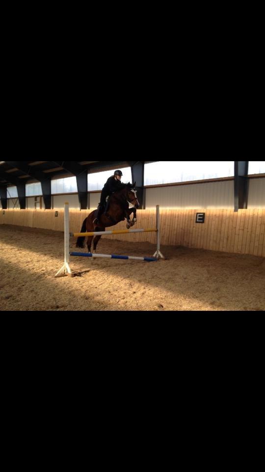 Dansk Varmblod Michigan - Michi og jeg over 100-105cm! :-) billede 3