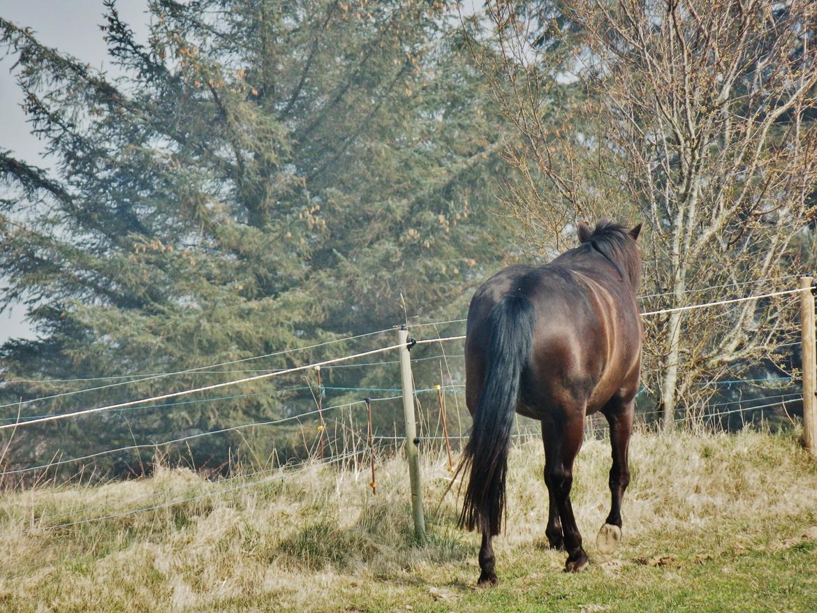 Pura Raza Española Stald Skou Desbocada YC SOLGT billede 8