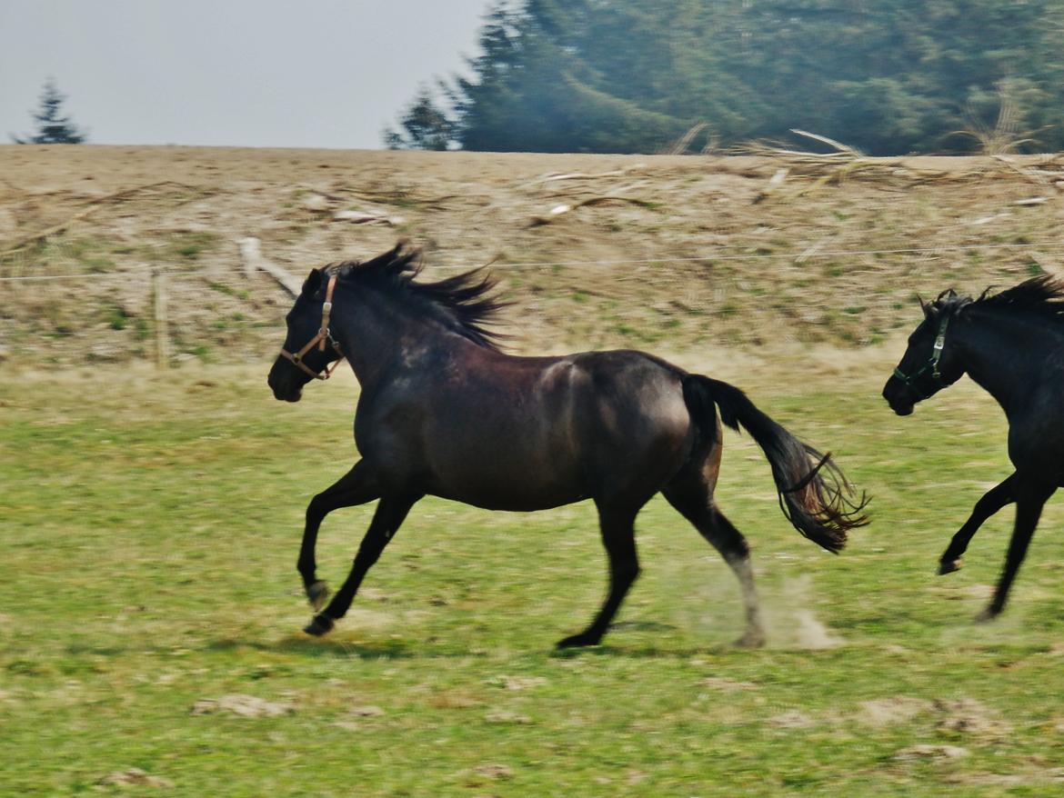 Pura Raza Española Stald Skou Desbocada YC SOLGT billede 3