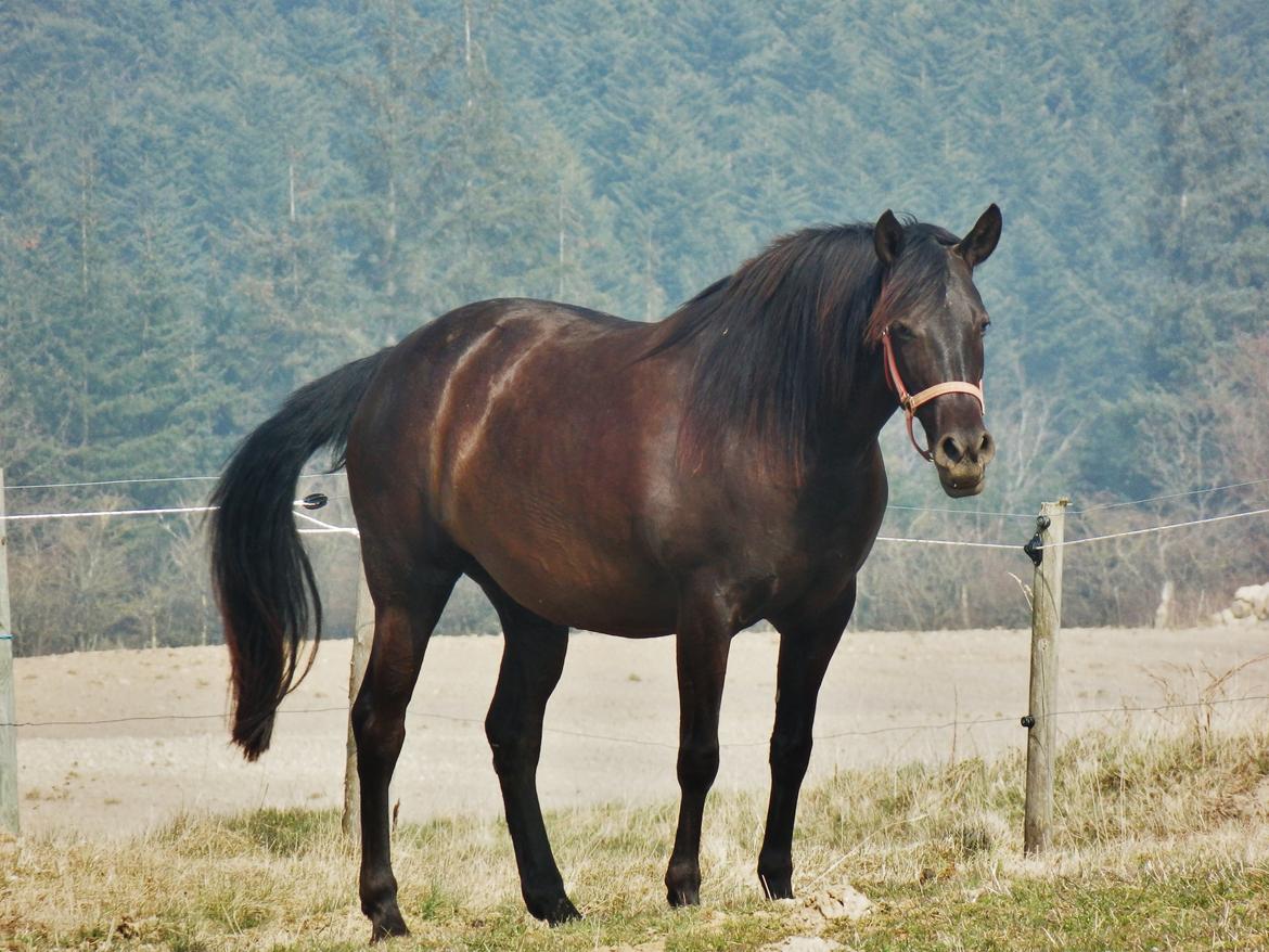 Pura Raza Española Stald Skou Desbocada YC SOLGT billede 12