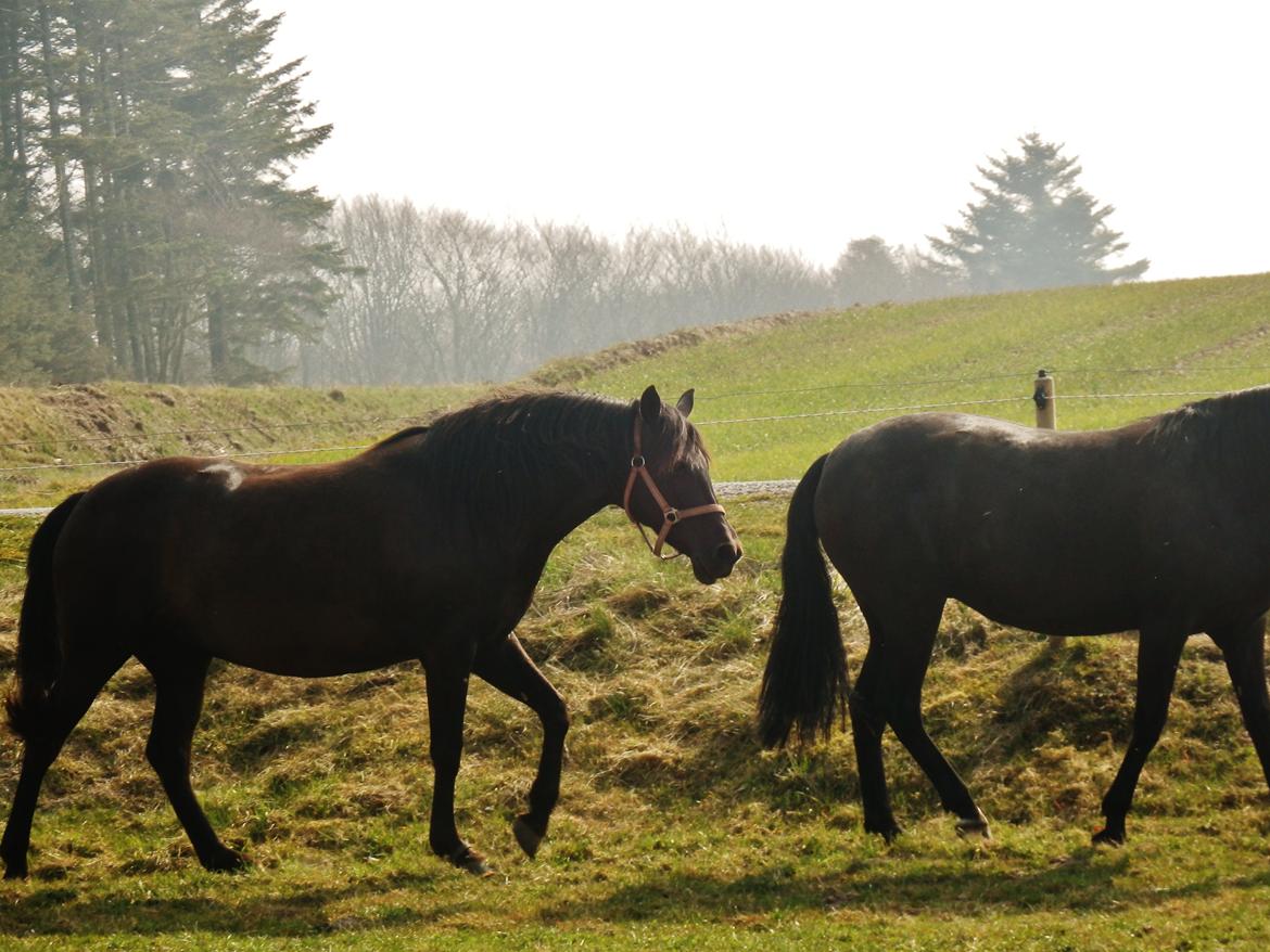 Pura Raza Española Stald Skou Desbocada YC SOLGT billede 5