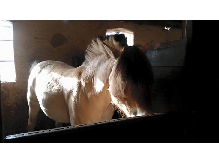 {{currentPhoto.altText}} billede {{currentPhoto.number}}