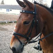 Anden særlig race Misse