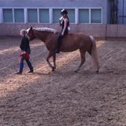 Haflinger Froukje Van de oosterweg