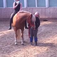 Haflinger Froukje Van de oosterweg