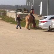 Haflinger Froukje Van de oosterweg