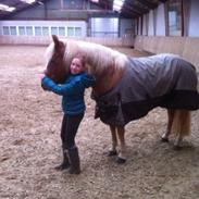 Haflinger Froukje Van de oosterweg