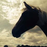 Lewitzer MRS. Crazy Daisy