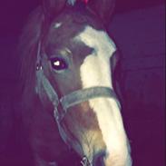 Lewitzer MRS. Crazy Daisy