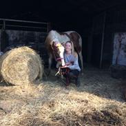 Lewitzer MRS. Crazy Daisy