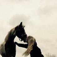 Lewitzer MRS. Crazy Daisy