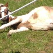 Lewitzer MRS. Crazy Daisy