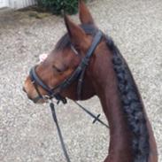 Hollandsk Varmblod olanca sødeste hest jeg nogensinde har haft 