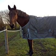 Hollandsk Varmblod olanca sødeste hest jeg nogensinde har haft 