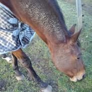 Hollandsk Varmblod olanca sødeste hest jeg nogensinde har haft 