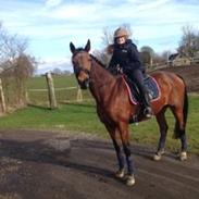 Hollandsk Varmblod olanca sødeste hest jeg nogensinde har haft 