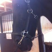 Frieser Sietske van de Sweach