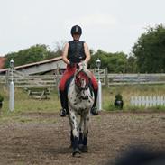 Anden særlig race Skrædderdals Al Capone