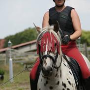 Anden særlig race Skrædderdals Al Capone