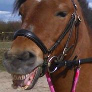 New Forest Roløkkes Cacharel