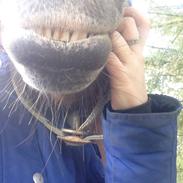 New Forest Roløkkes Cacharel