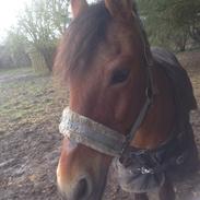 New Forest Roløkkes Cacharel