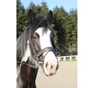 Tinker Tina (trunte)