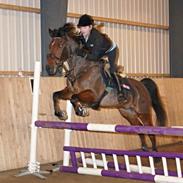 Hollandsk Sportspony Apollo