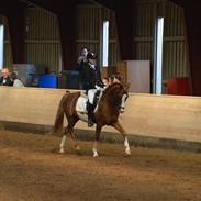 Tysk Sportspony Chico's Bunter WE B-Pony