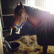 New Forest Stegstedgaards Armani