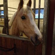 Palomino Nannerupgaards Castor