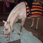 Palomino Nannerupgaards Castor