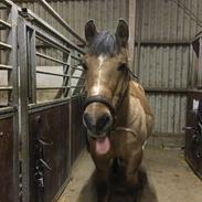 Anden særlig race Jolly 