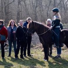 Islænder Mökkur fra Arnakke