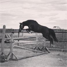 Welsh Partbred (Sec F) Laibek's Olympic