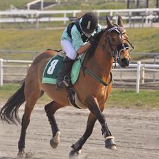 Tysk Sportspony Miré