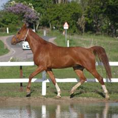 Dansk Varmblod Ørnemosegårds Ecco