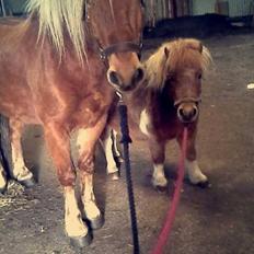 Haflinger Højemindes Stjerne