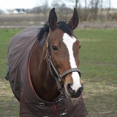 Dansk Varmblod Candi-Ligth Elmbo