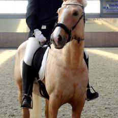 Palomino Anyska/ Nysse