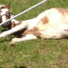 Lewitzer MRS. Crazy Daisy