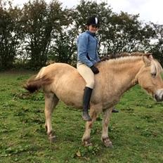 Fjordhest Tulstruplunds Amanda