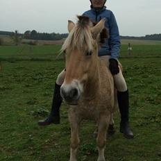 Fjordhest Tulstruplunds Amanda