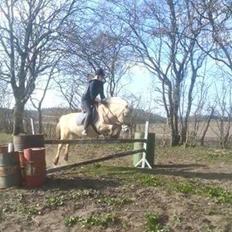 Fjordhest Tulstruplunds Amanda