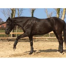 New Forest Vestergårds naomi