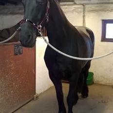 Frieser Hilde (Tidligere Hest)