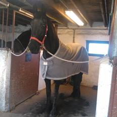 Frieser Hilde (Tidligere Hest)