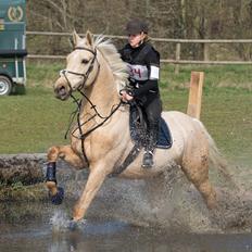 Palomino Kaergaardens ripasso