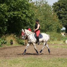 Anden særlig race Skrædderdals Al Capone