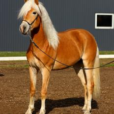 Tyroler Haflinger Watson af Elghuset (Solgt)